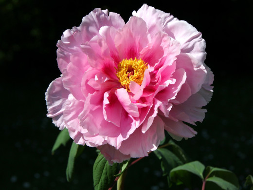 646671 (a): :2600x1950